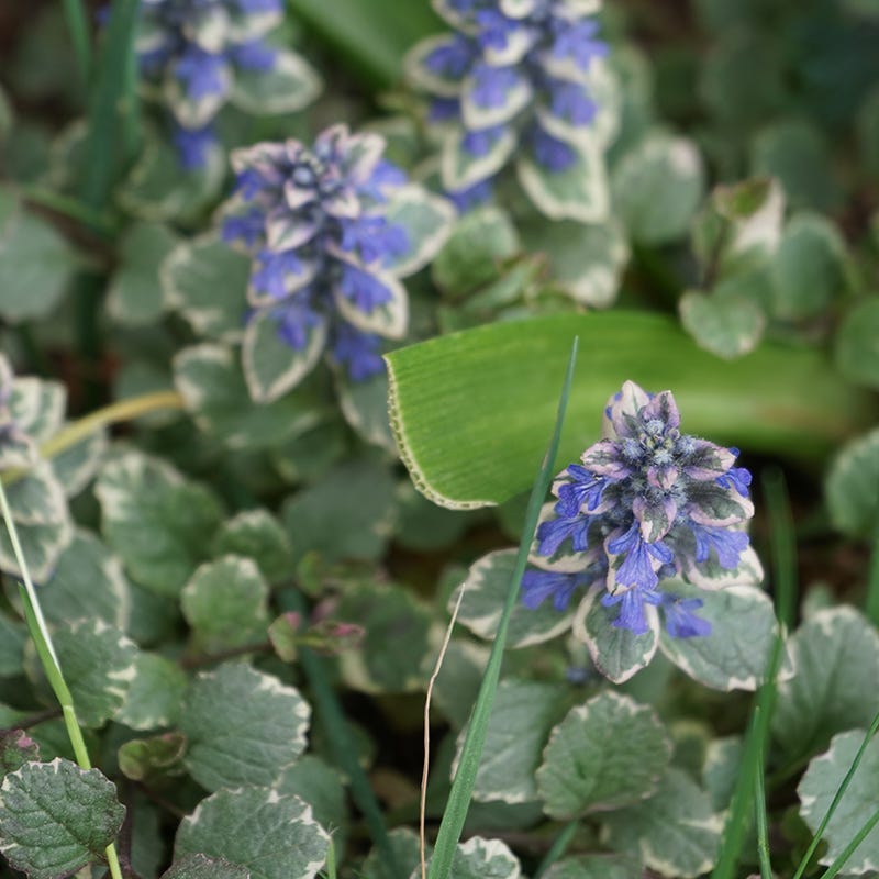 Silver Queen Ajuga