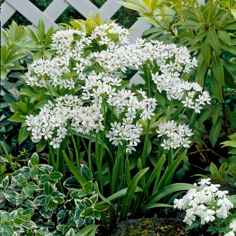 Allium Neapolitanum