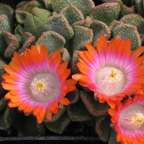 Psychedelic Mesemb (Aloinopsis)