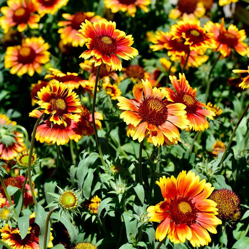 Arizona Sun Gaillardia