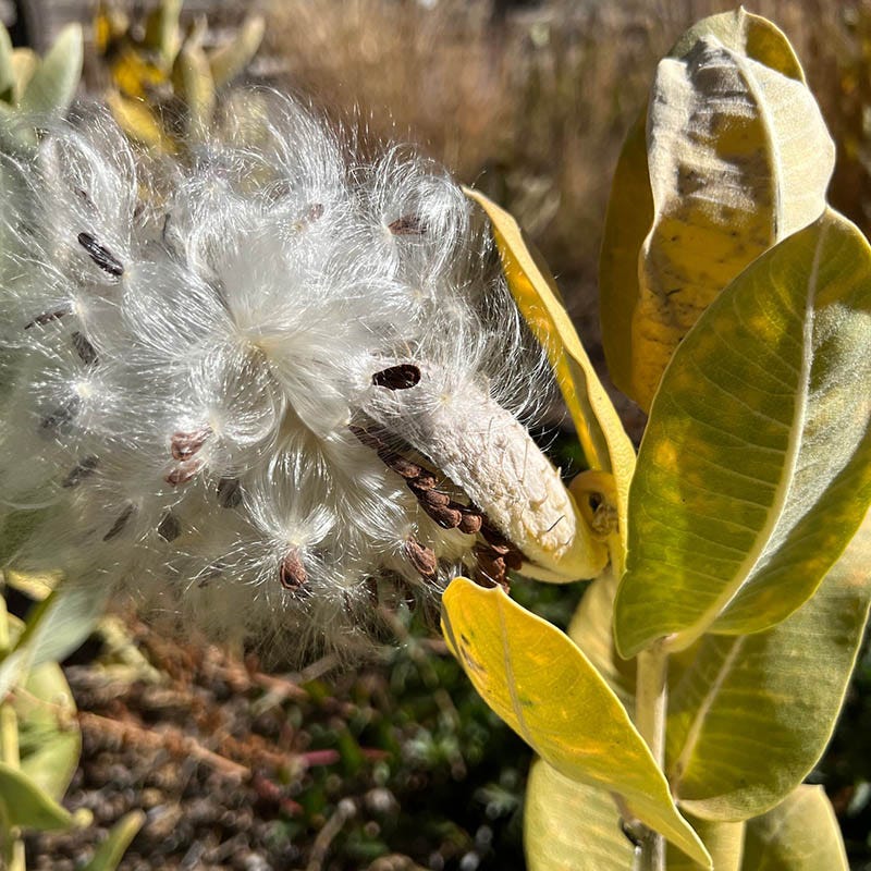 Davis Showy Milkweed