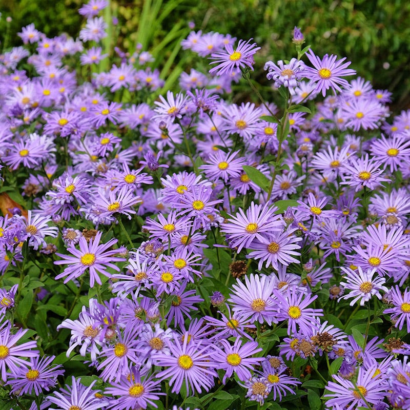 Monch Frikart's Aster