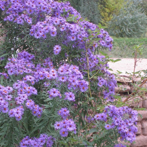 Professor Kippenberg New York Aster