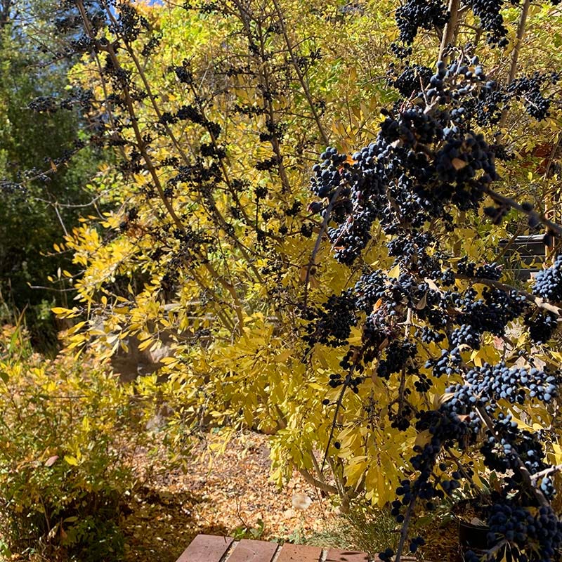 Berry Girl New Mexico Privet