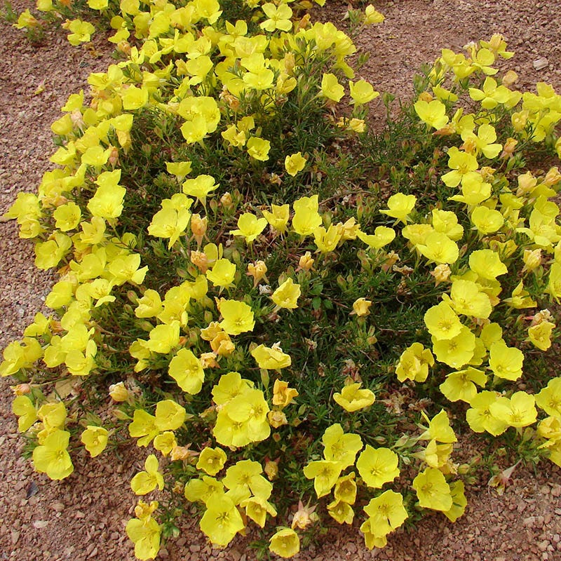Sundrops (Calylophus)