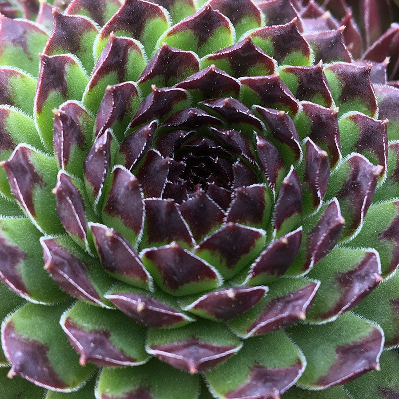 Chick Charms® Appletini™ Hens And Chicks