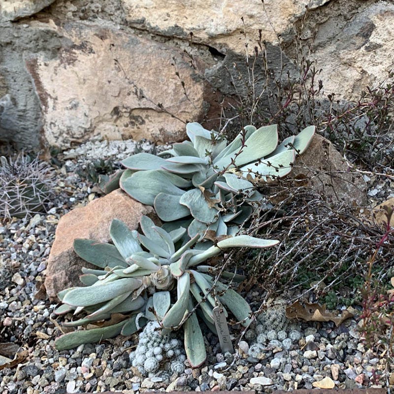 Red Edged Pig's Ear (Cotyledon)