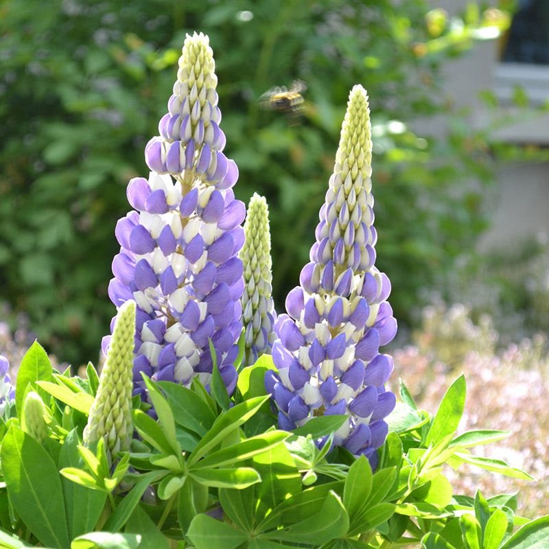 Mini Gallery™ Blue Bicolor Lupine