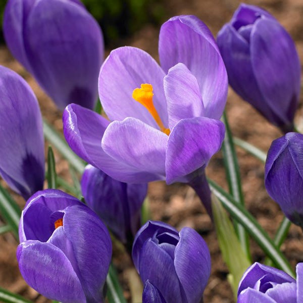 Remembrance Dutch Crocus