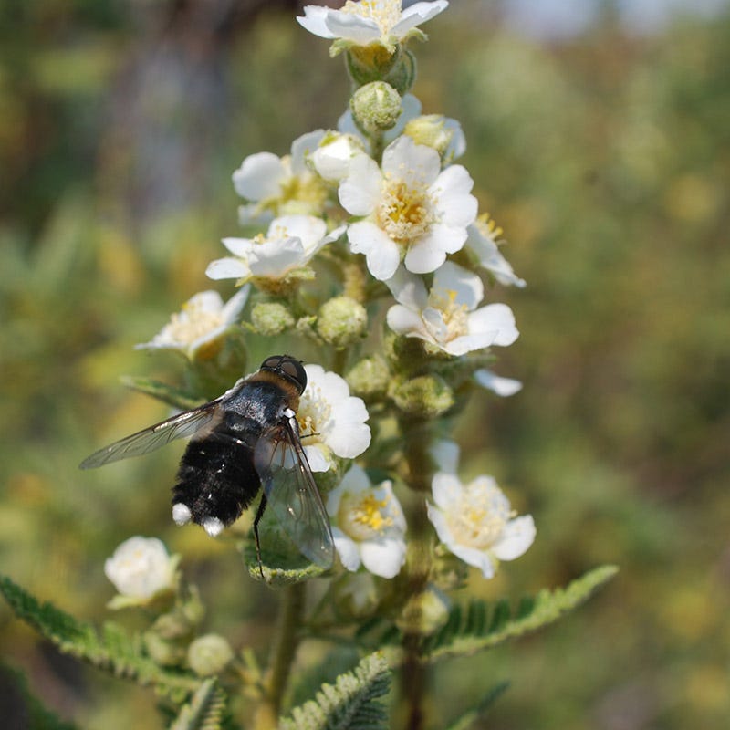 Fernbush (Chamaebatiaria)