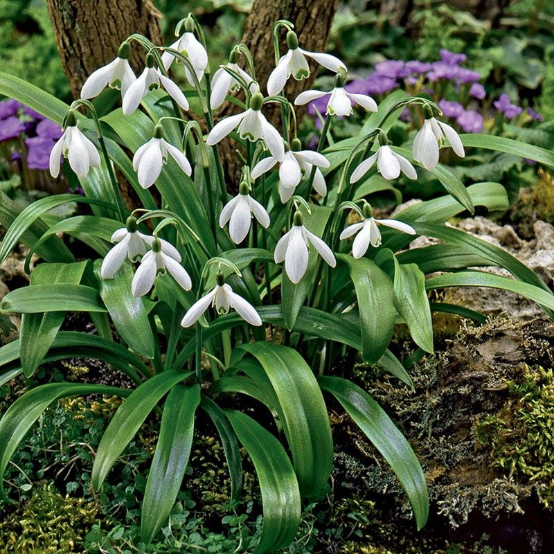 Snowdrops