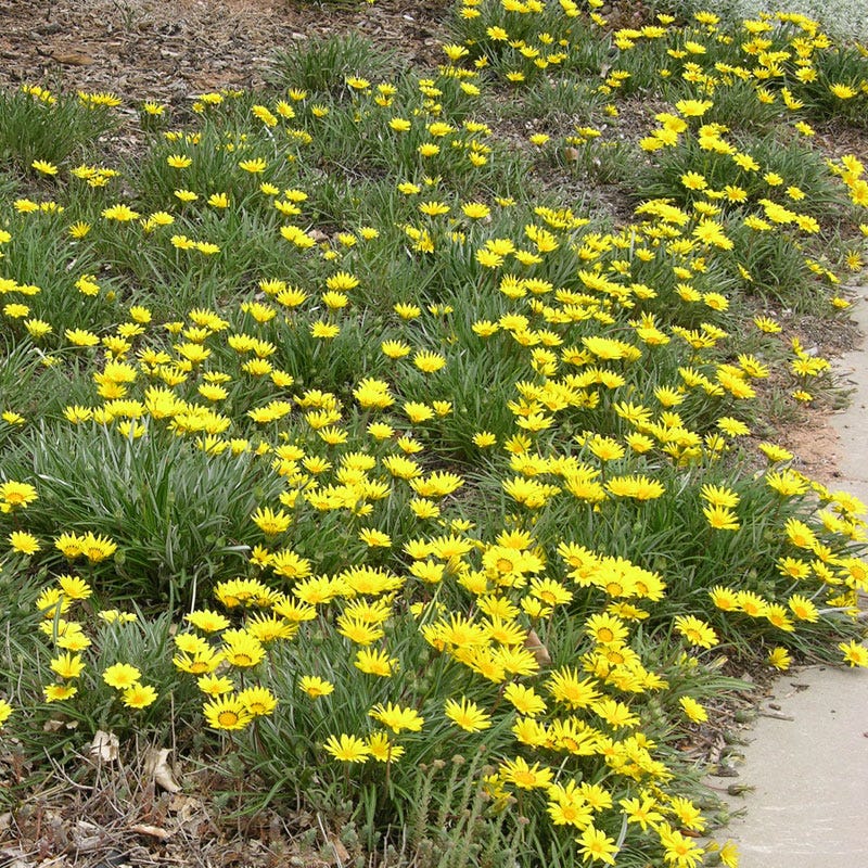 Colorado Gold® Gazania
