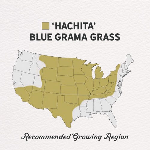 Hachita Blue Grama Grass Plugs
