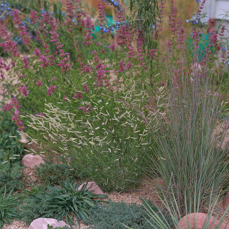 Zig Zag Blue Grama Grass
