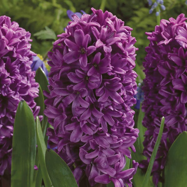 Miss Saigon Hyacinth