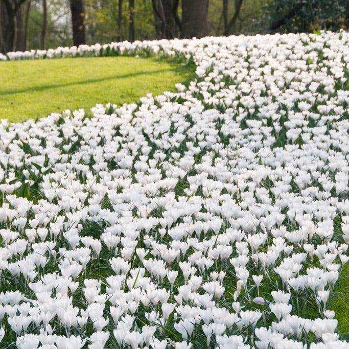 Joan Of Arc Dutch Crocus