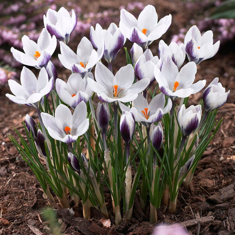 Lady Killer Snow Crocus