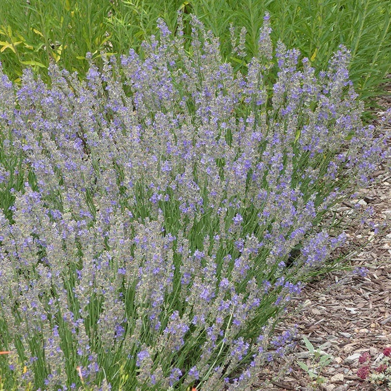 FlowerKisser® Delft Blue & White English Lavender