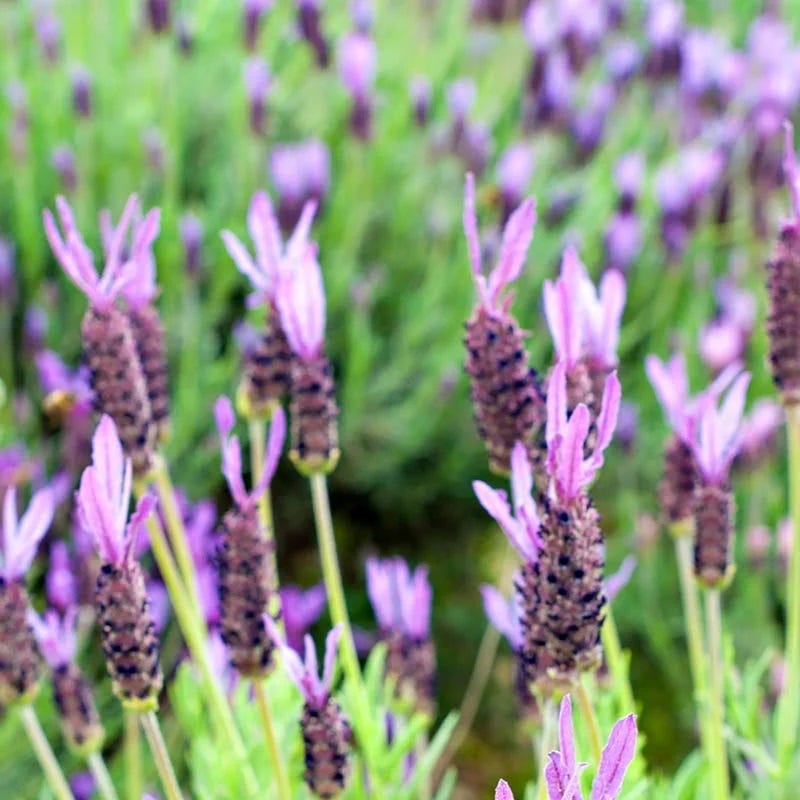 Purple Ribbon Spanish Lavender