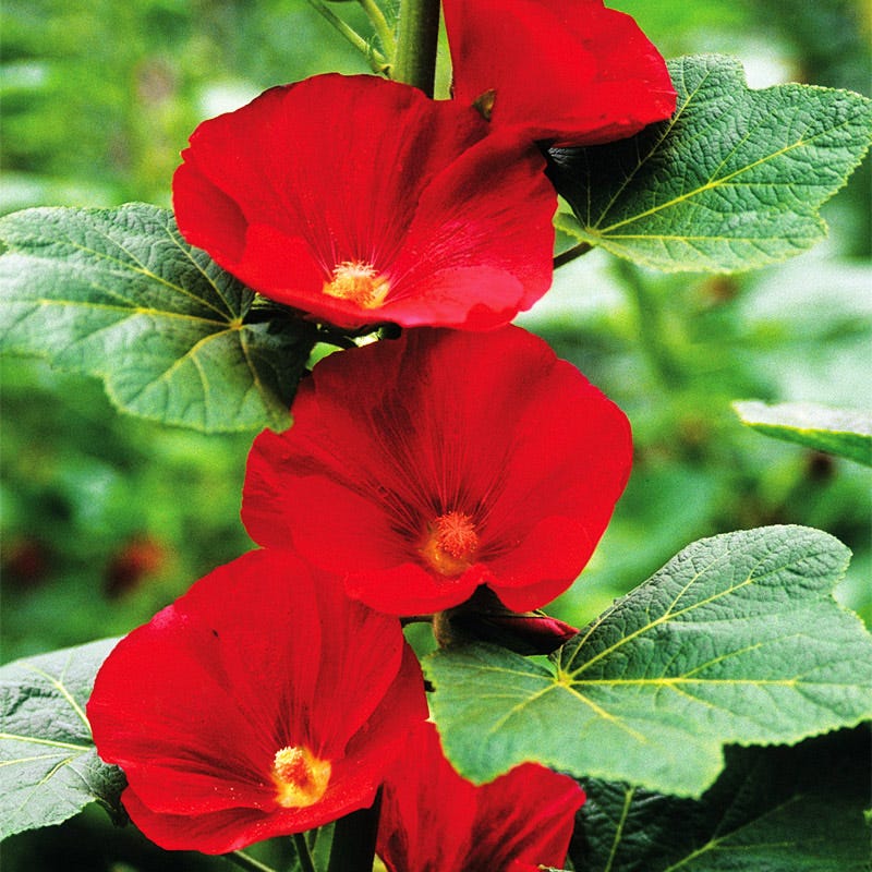 Mars Magic Single Hollyhock