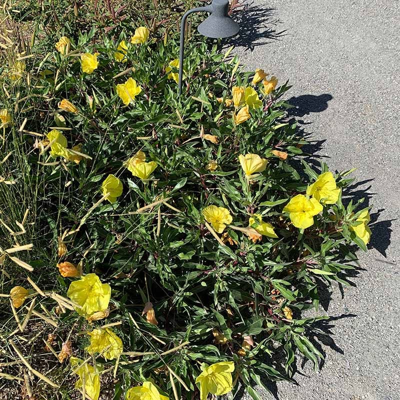 Missouri Evening Primrose