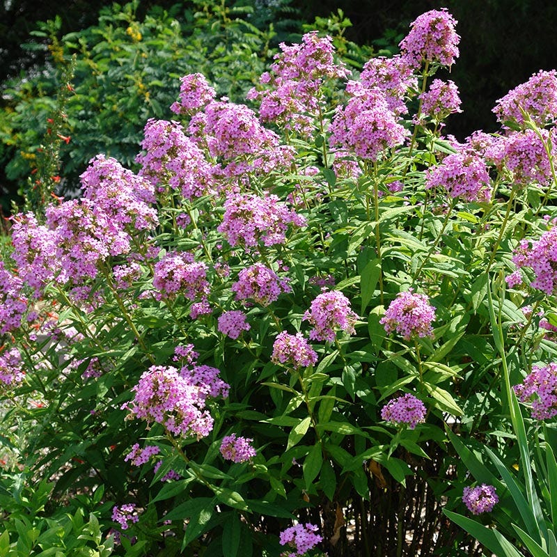 Jeana Garden Phlox