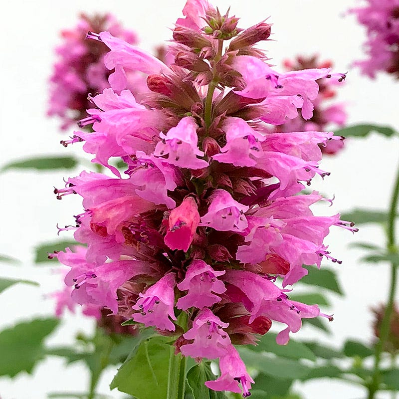 Poquito™ Lavender Agastache