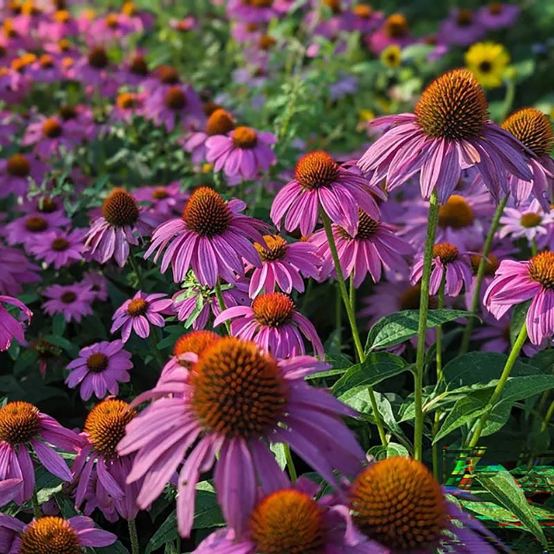 Autumn Magic Pollinator Collection