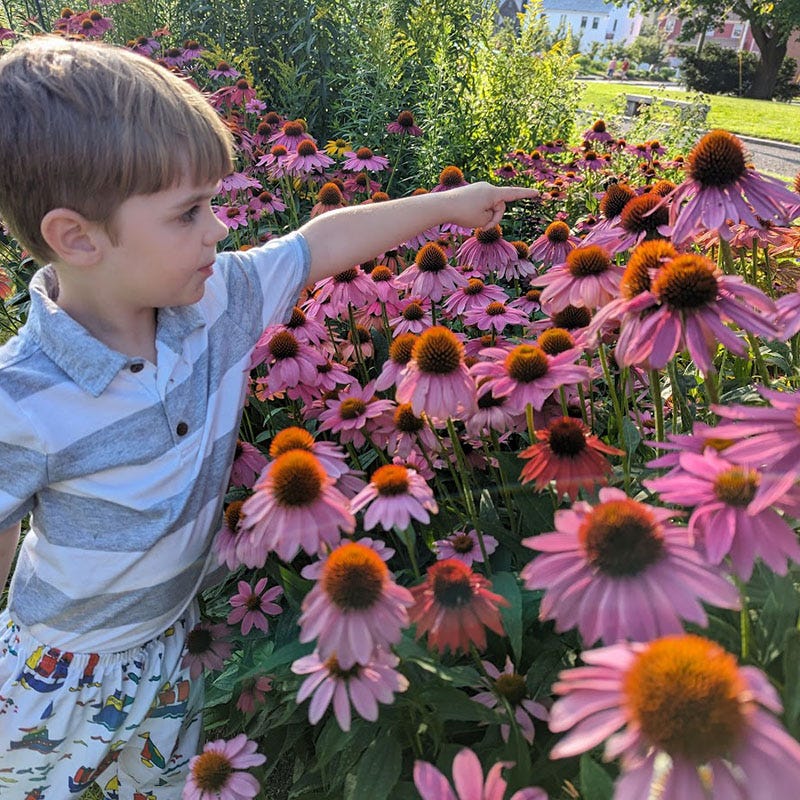 PowWow® Wild Berry Echinacea