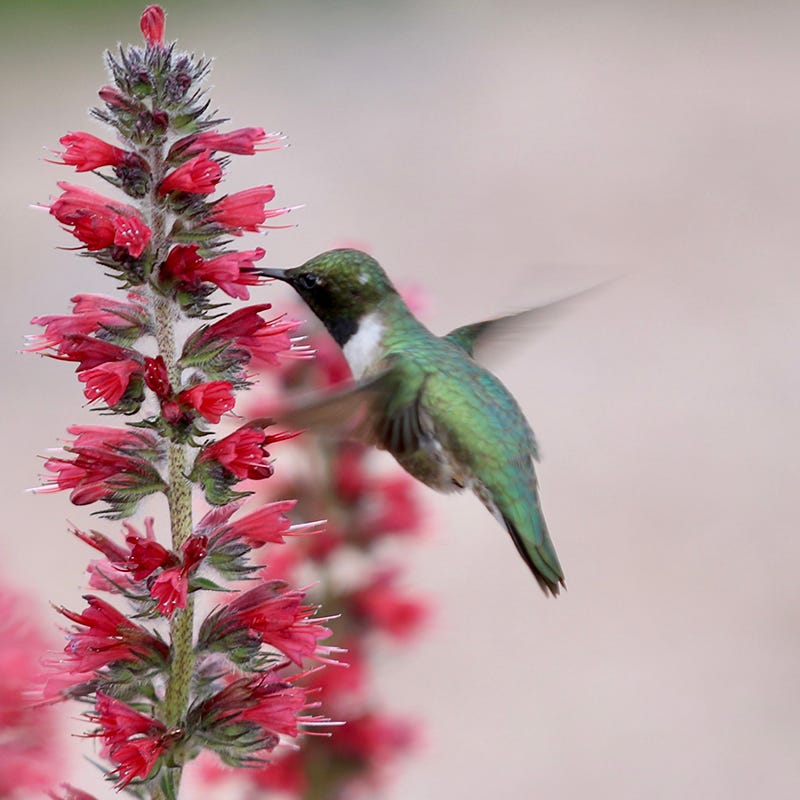 Red Feathers (Echium)