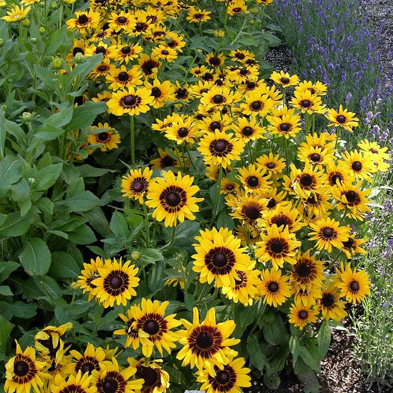 Denver Daisy Black Eyed Susan