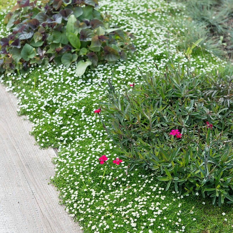 Green Irish Moss (Sagina)