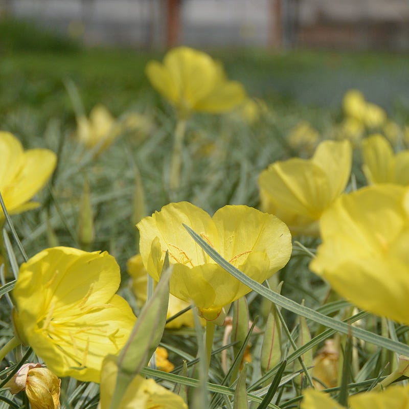 Shimmer Evening Primrose