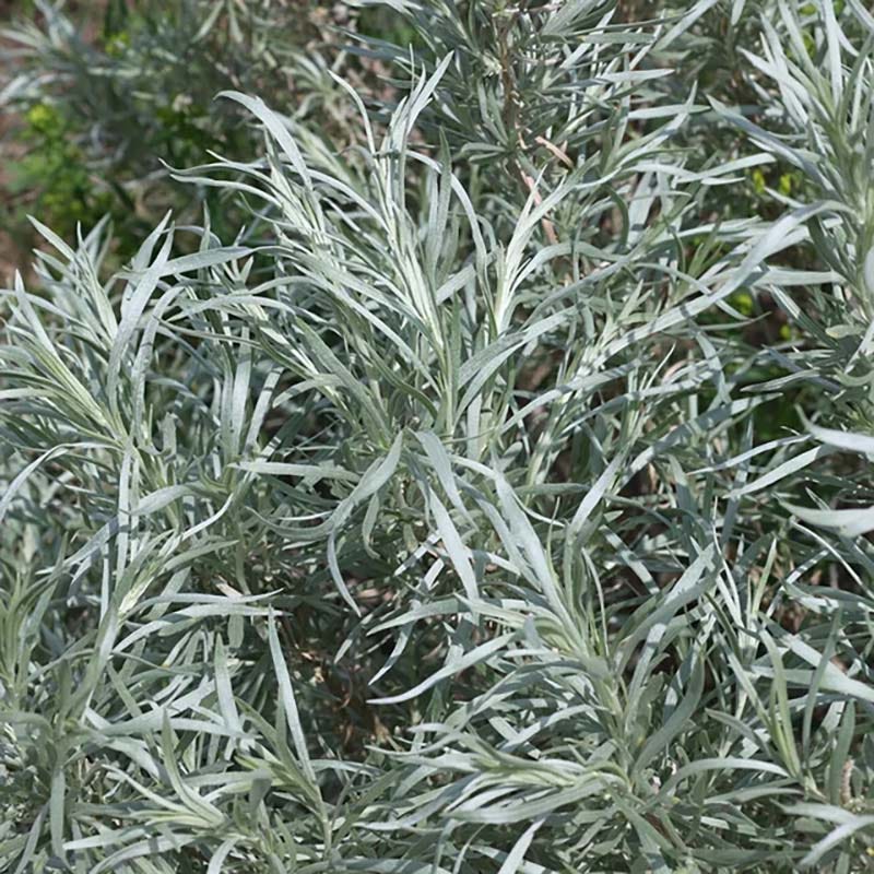 Colorado Perennial Collection
