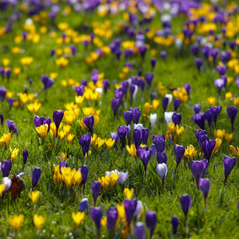 Snow Crocus Mix