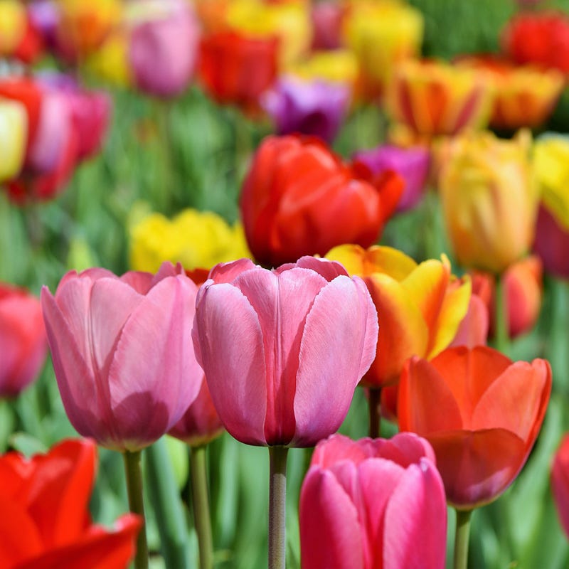 Tequila Sunrise Darwin Tulip Mix