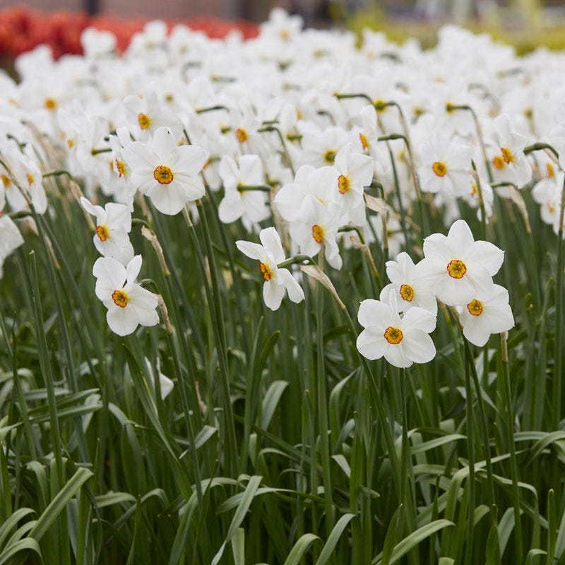 The Poet's Daffodil