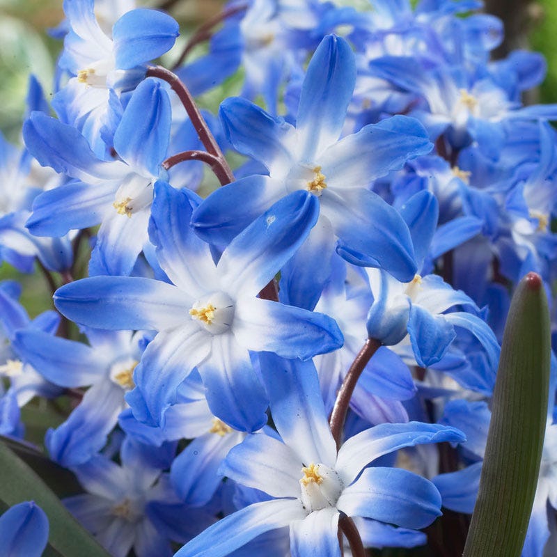 Blue Giant Glory Of The Snow