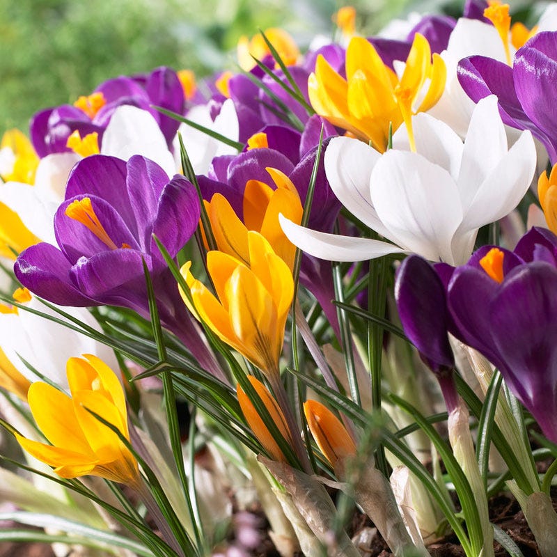Dutch Crocus Mix