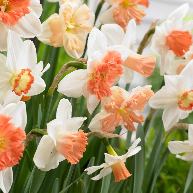 60 Days Of Daffodils Mix