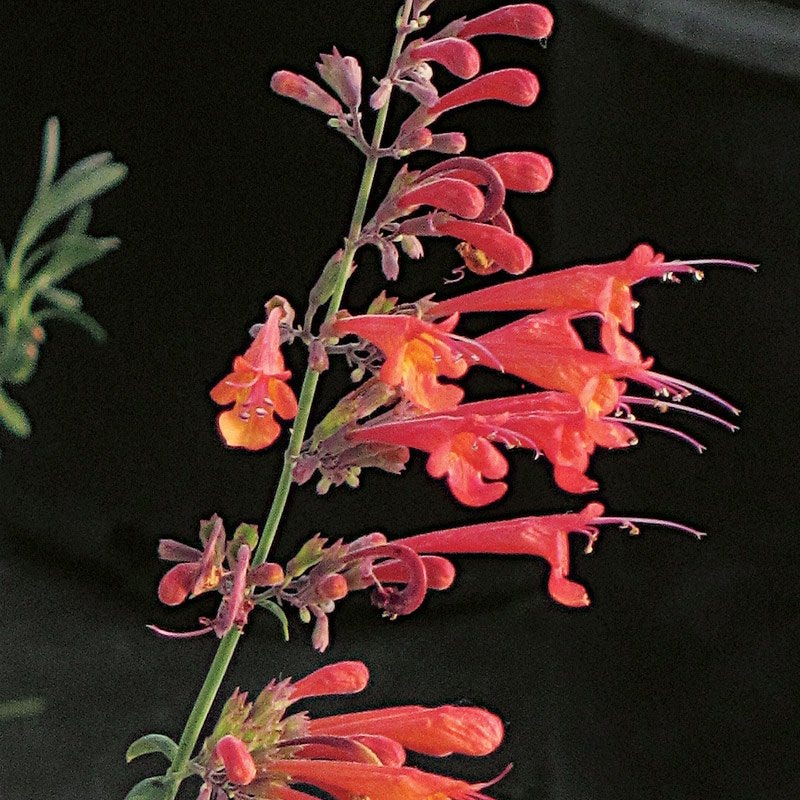 Coronado® Red Agastache