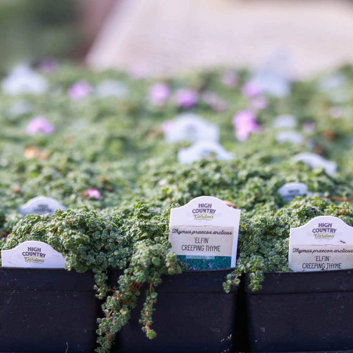  Elfin Creeping Thyme