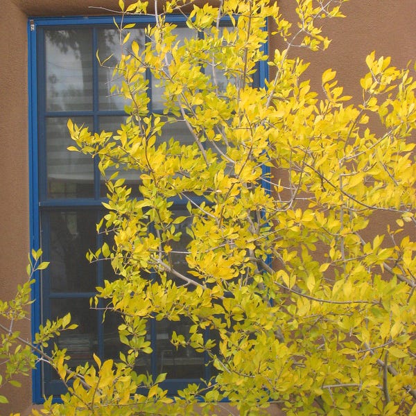  Berry Girl New Mexico Privet