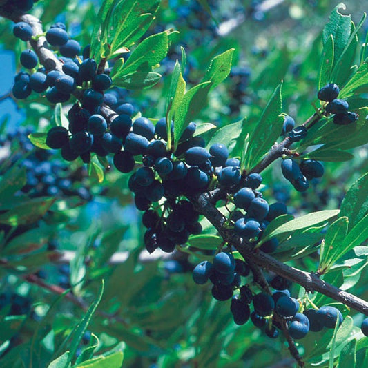  Berry Girl New Mexico Privet