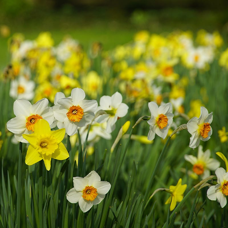 Endless Daffodil Bulb Collection