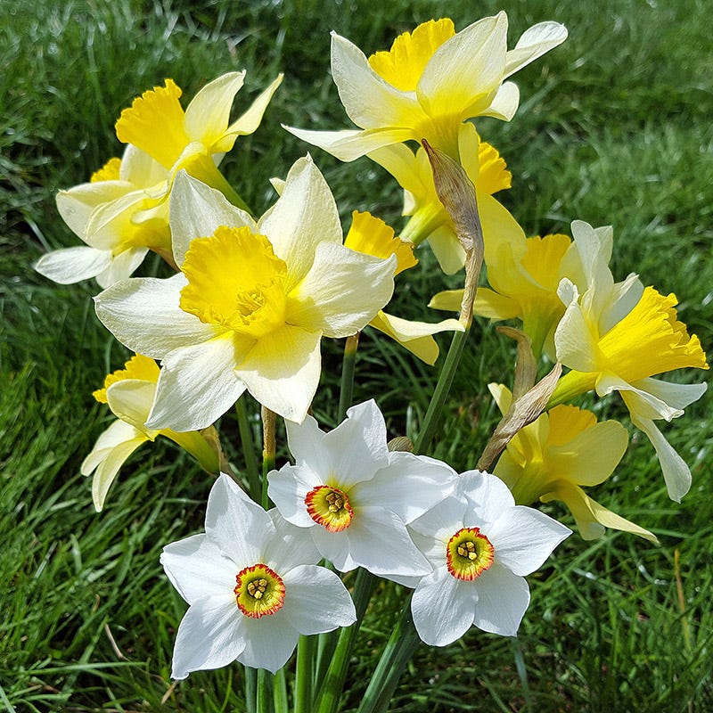 Endless Daffodil Bulb Collection