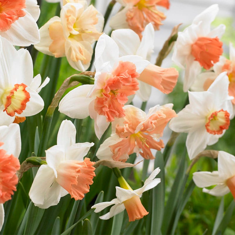  Endless Daffodil Bulb Collection