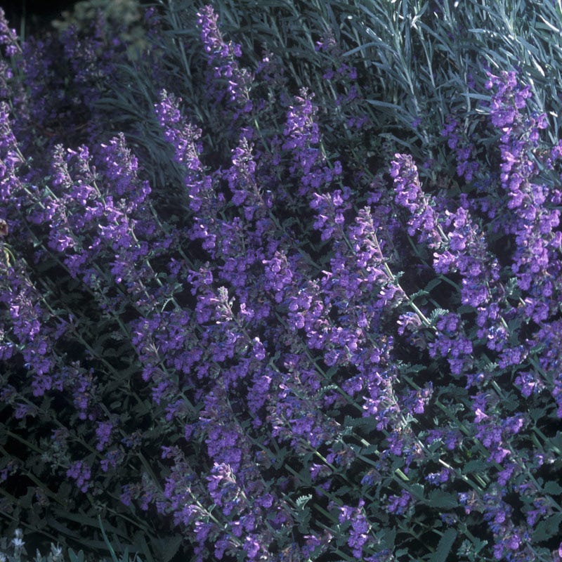  Walker's Low Nepeta