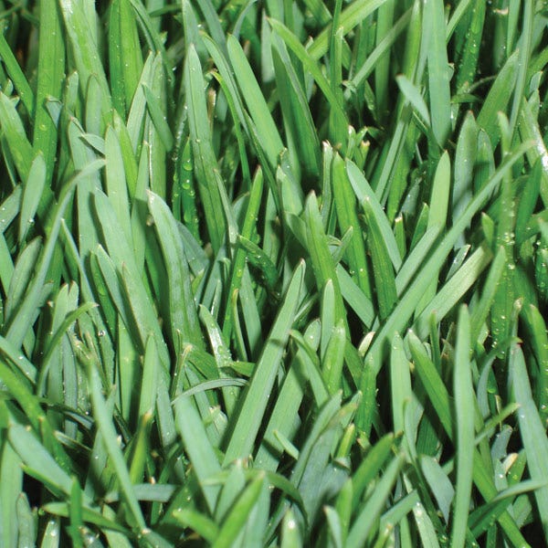  Bella™ Bluegrass Grass Plugs
