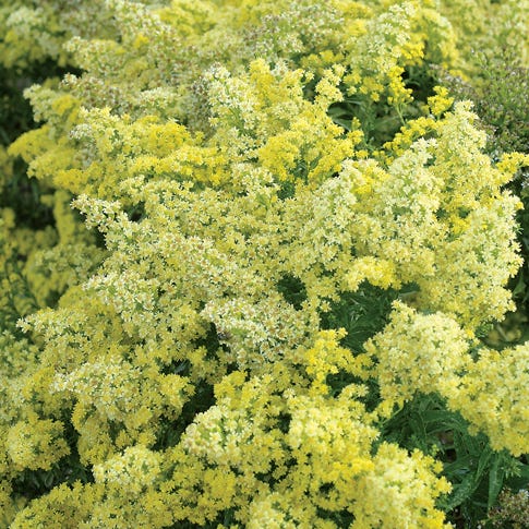 Little Lemon Goldenrod (Solidago)